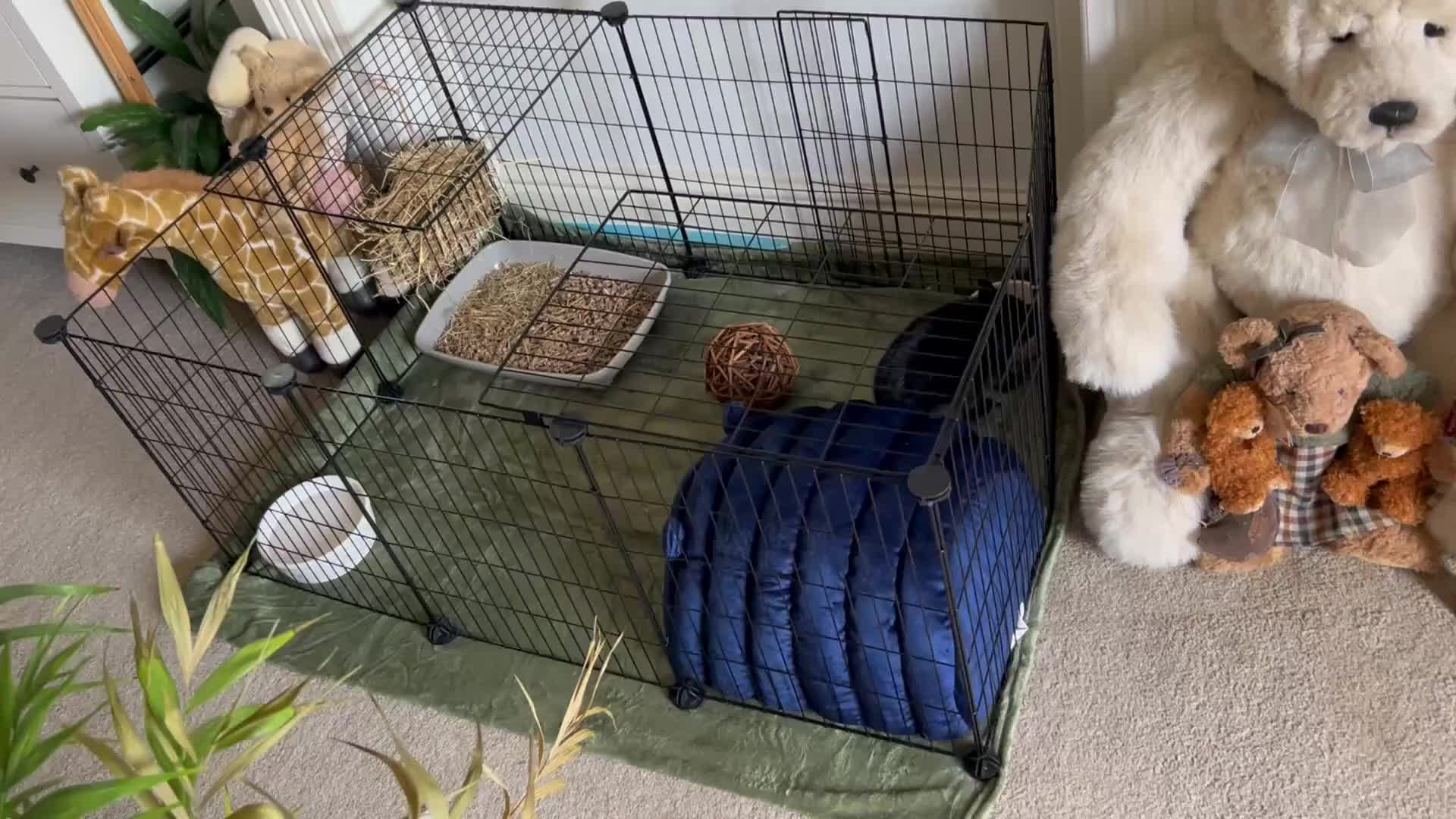 Netherland Dwarf rabbits for sale: 9 weak old rabbit (male) need gone ASAP - Video 1