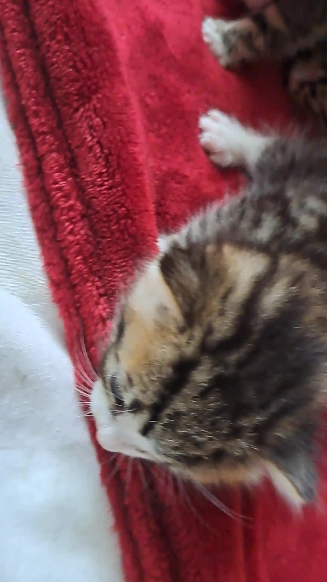 American Shorthair cats for sale: 1 male and 1 female  - Video 1