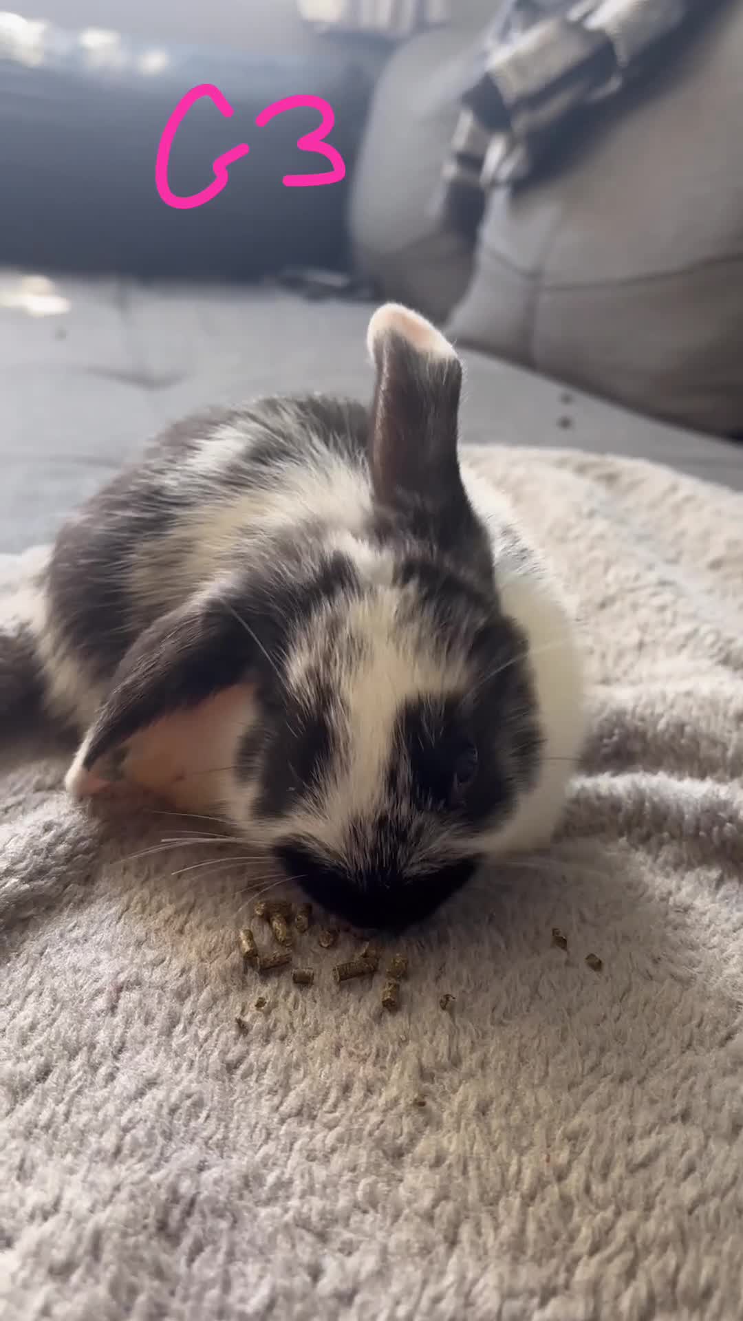 Mini Lop rabbits for sale: 6 Beautiful mini lops available now🐰 - Video 5