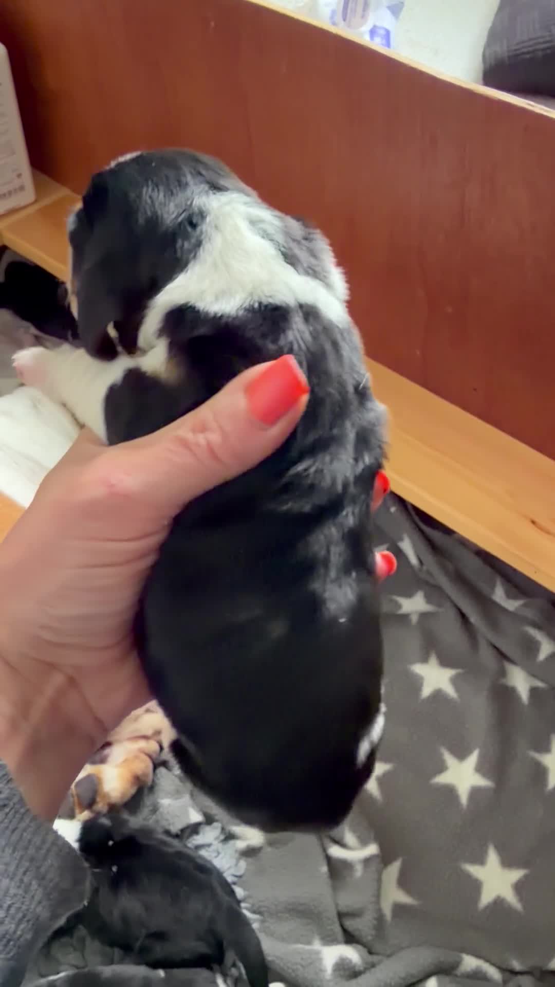 Basset Hound dogs for sale: Stunning KC Basset Hound Pups - Video 3