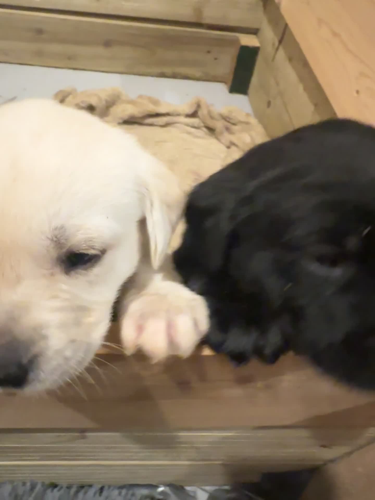 Labrador Retriever dogs for sale: Labrador puppies - Video 1