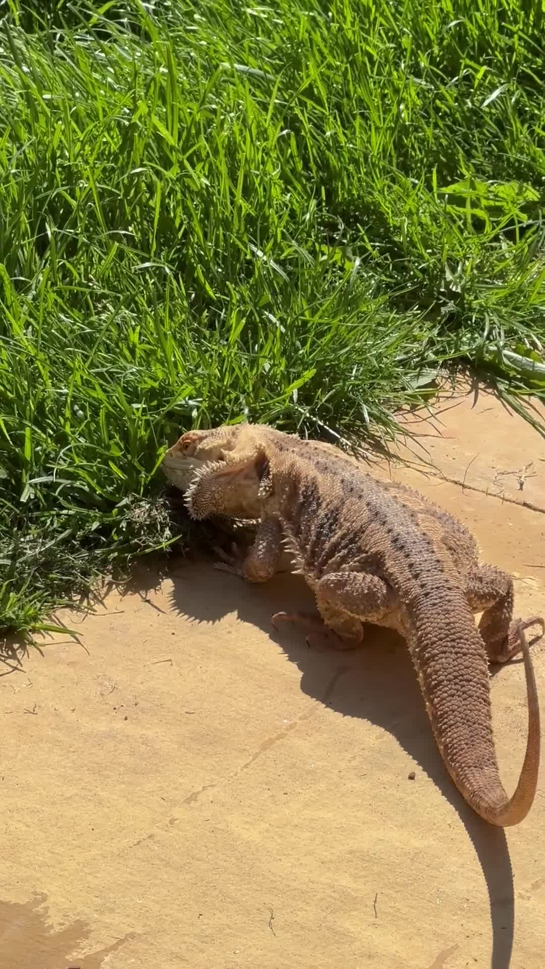 Bearded Dragon reptiles for sale: 12 Month male bearded dragon  - Video 1