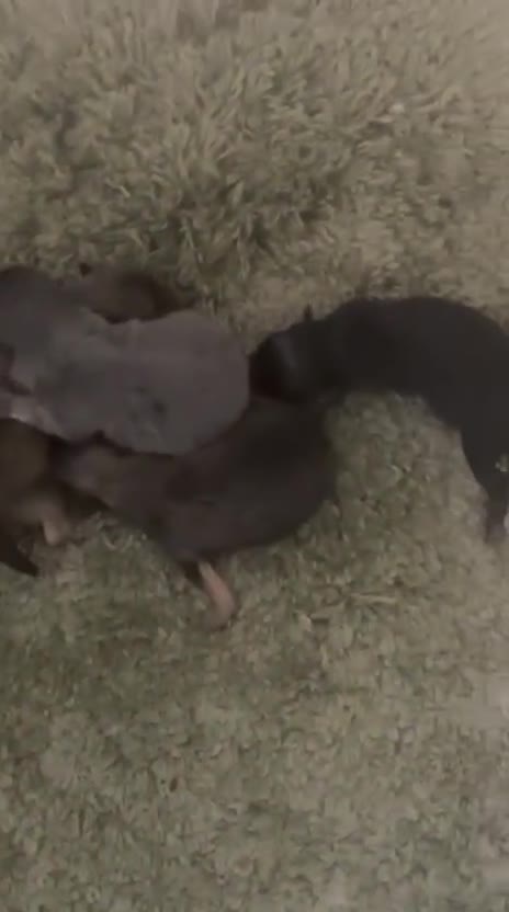 Pomeranian dogs for sale: Kc teddy bear pom babies  - Video 2