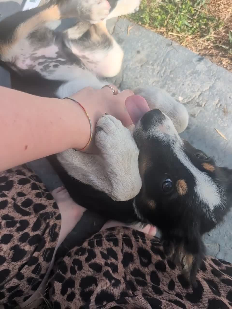 Borador dogs for sale: *ONE BOY LEFT. Boradors pups *READY NOW* - Video 1