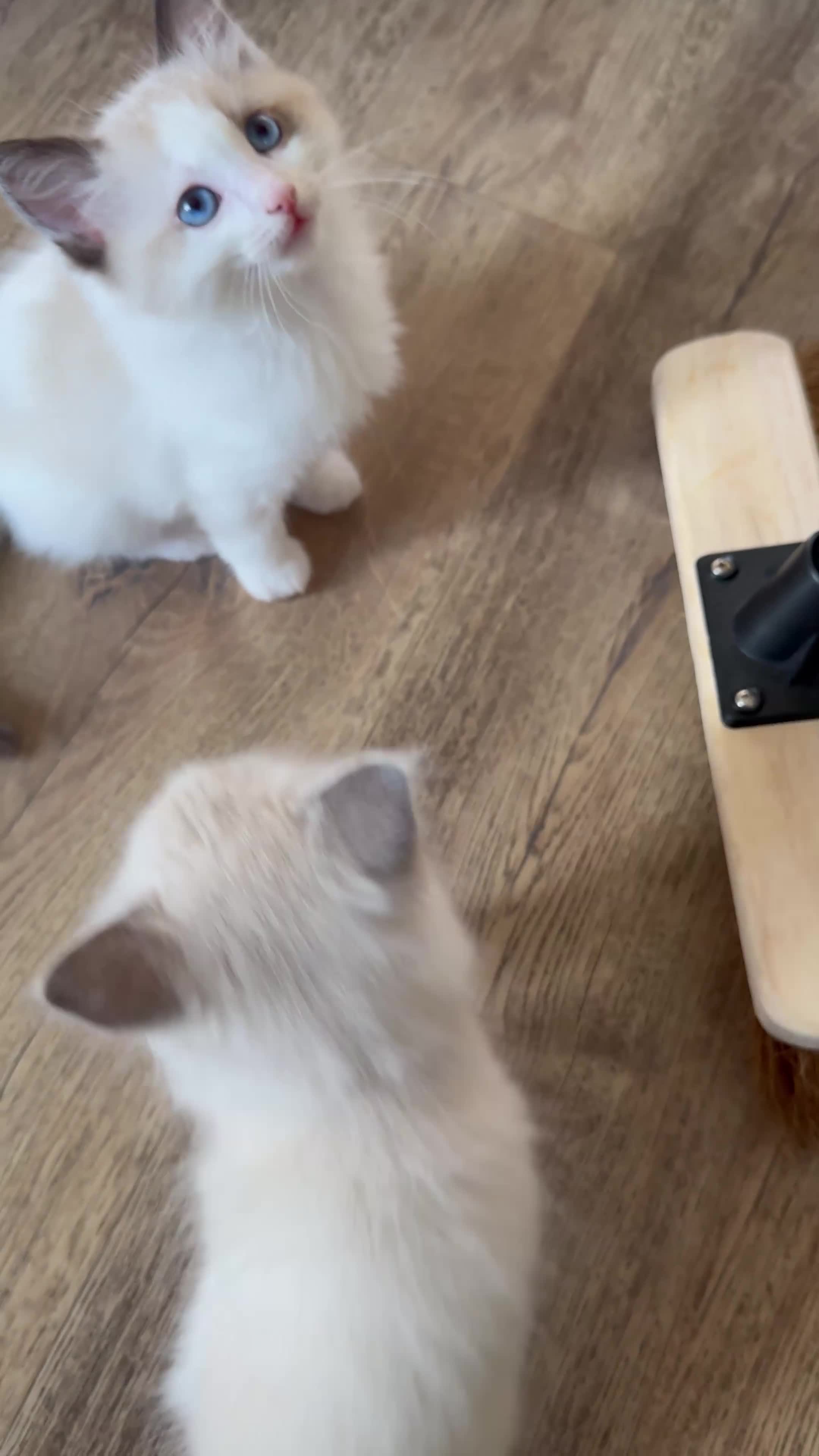 Ragdoll cats for sale: Stunning Ragdoll kittens - Video 4