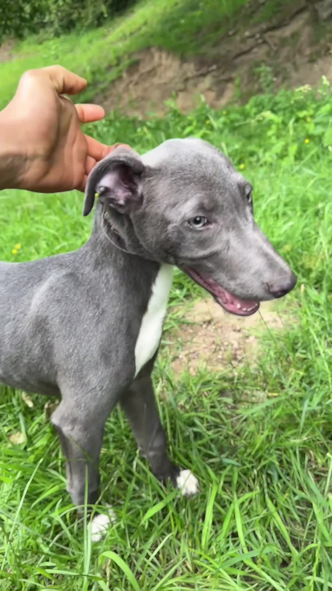 Greyhound dogs for sale: Bull x grey dog pup in Crook - Video 1