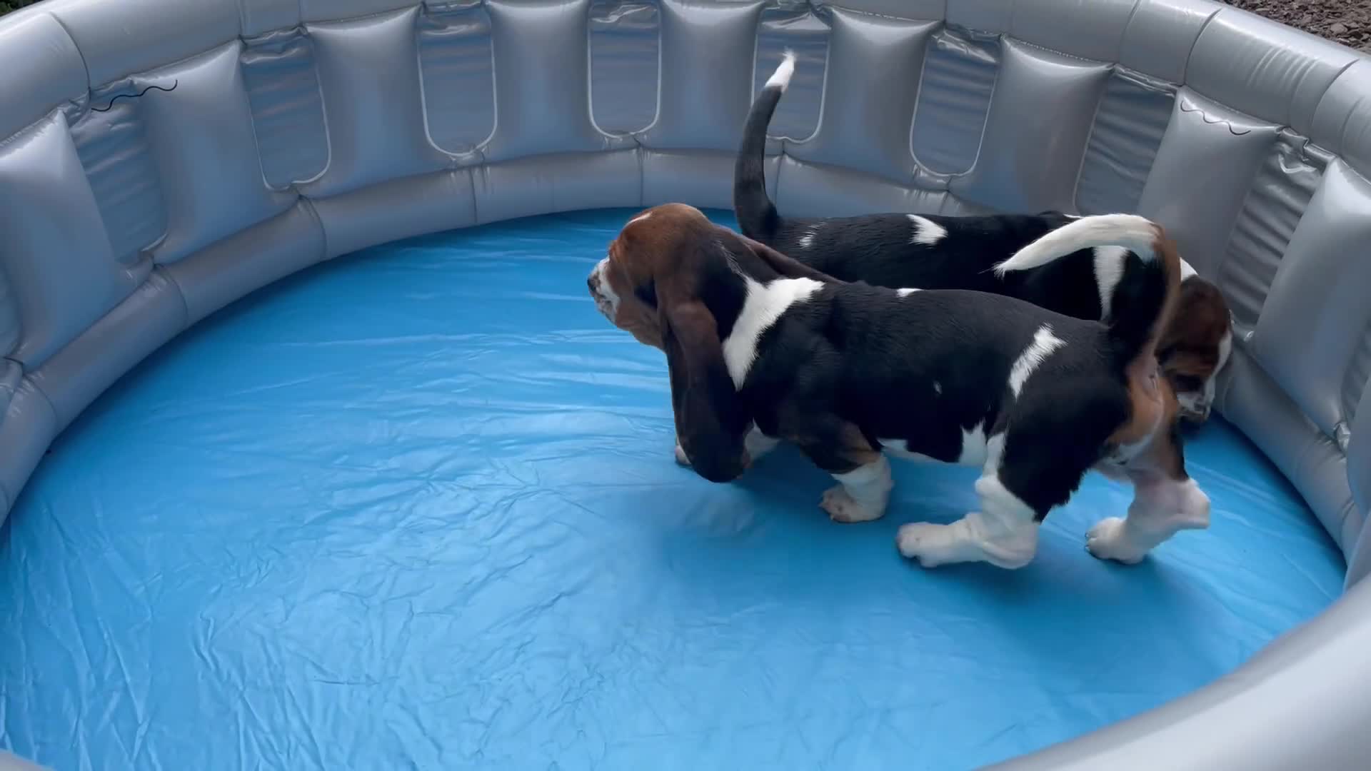 Basset Hound dogs for sale: Beautiful Basset Hound Puppies - Video 1