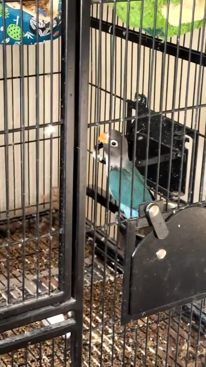Lovebirds birds for sale: 8 week old love birds  - Video 3