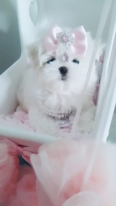 Maltese dogs for sale: 🩷Korean baby girl 🩷 - Video 2