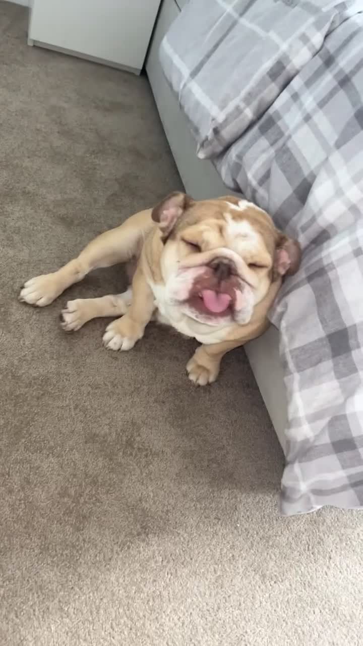 English Bulldog dogs for sale: English bulldog  - Video 2