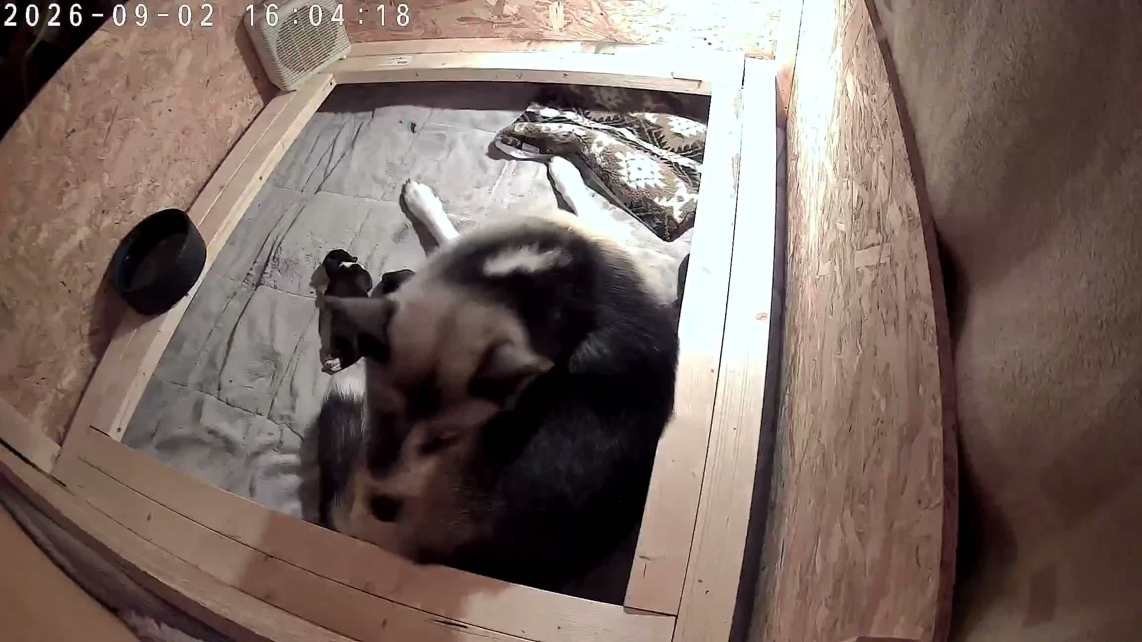 Huskita dogs for sale: Akita with 6% husky (Huskita) - Video 3