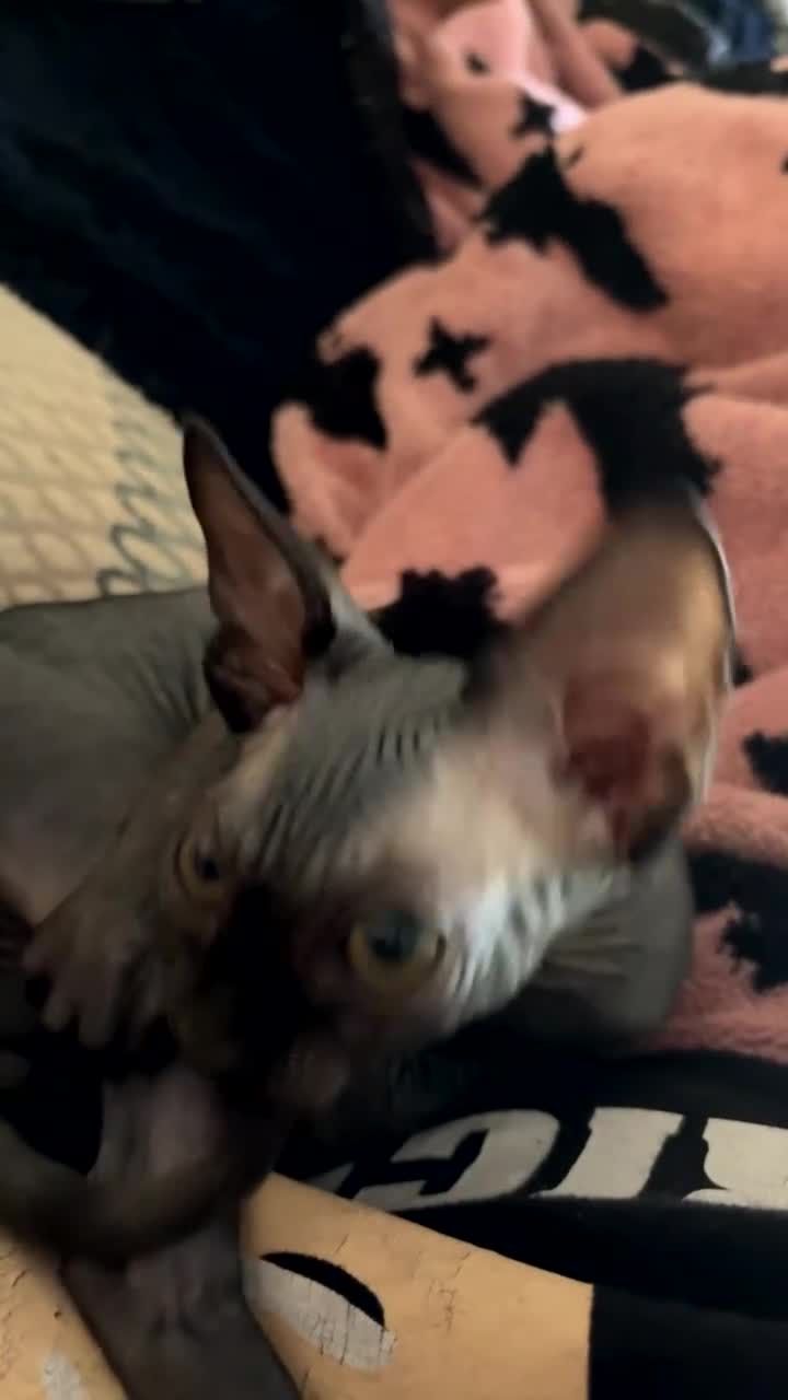 Sphynx cats for sale: Gorgeous stripped Sphynx kittens - Video 1