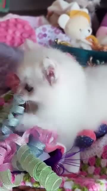 Ragdoll cats for sale: Rare Blue Torte Bi Colour Lynx  - Video 1