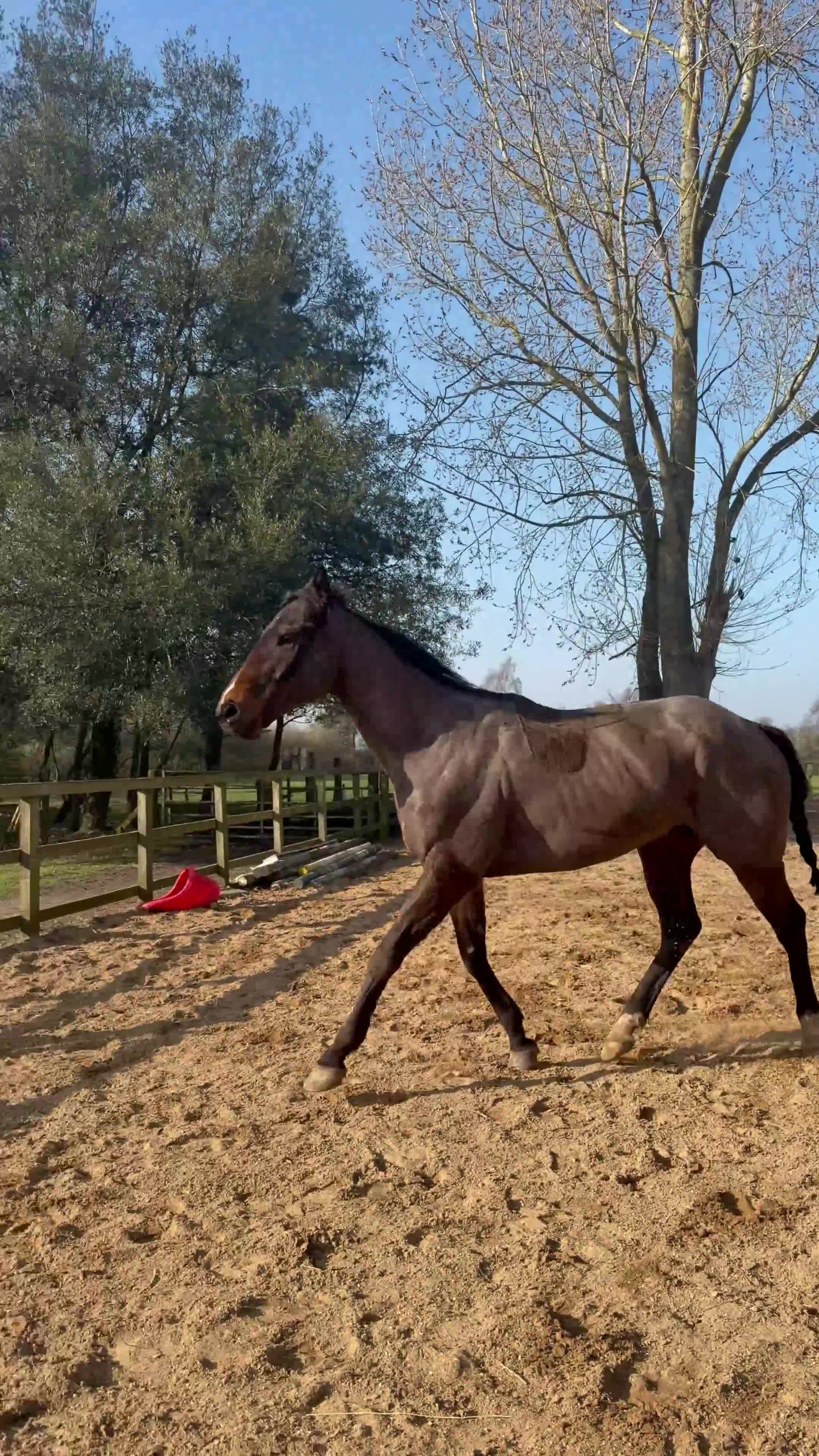 English Thoroughbred horses for sale: Sante  - Video 3