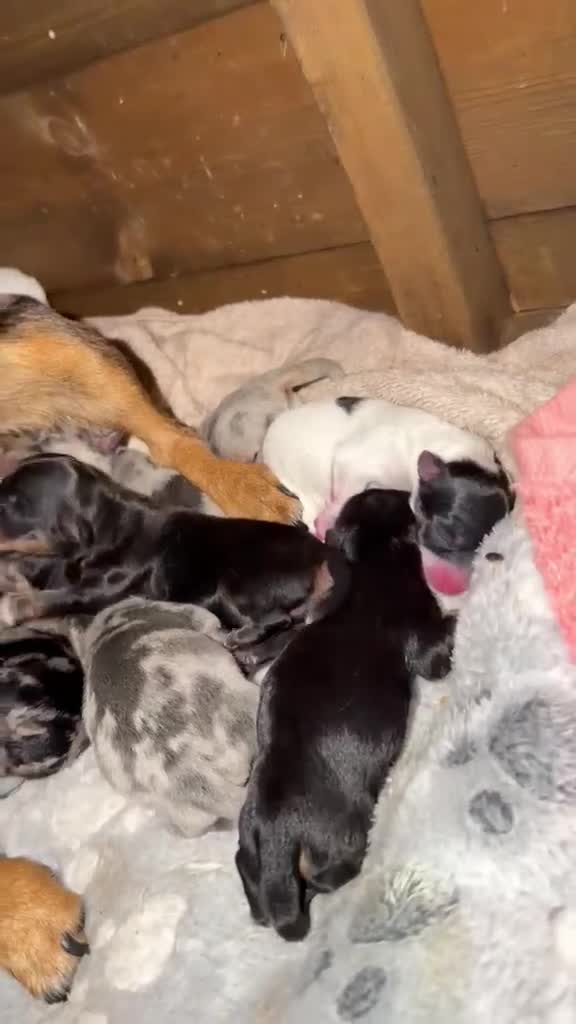 Dachshund dogs for sale: Dachshund puppies looking for a place to call home - Video 1