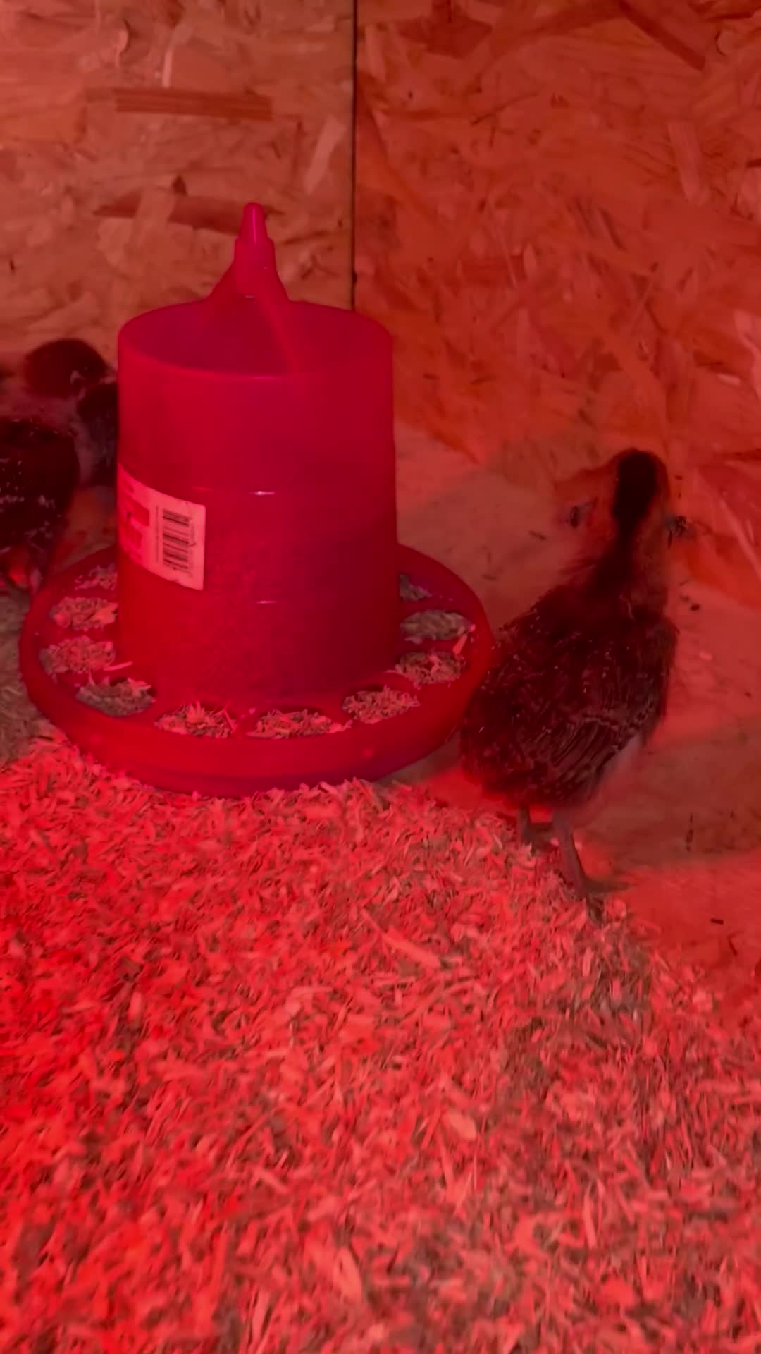 Chickens poultry for sale: Female chicks ready to go - Video 1