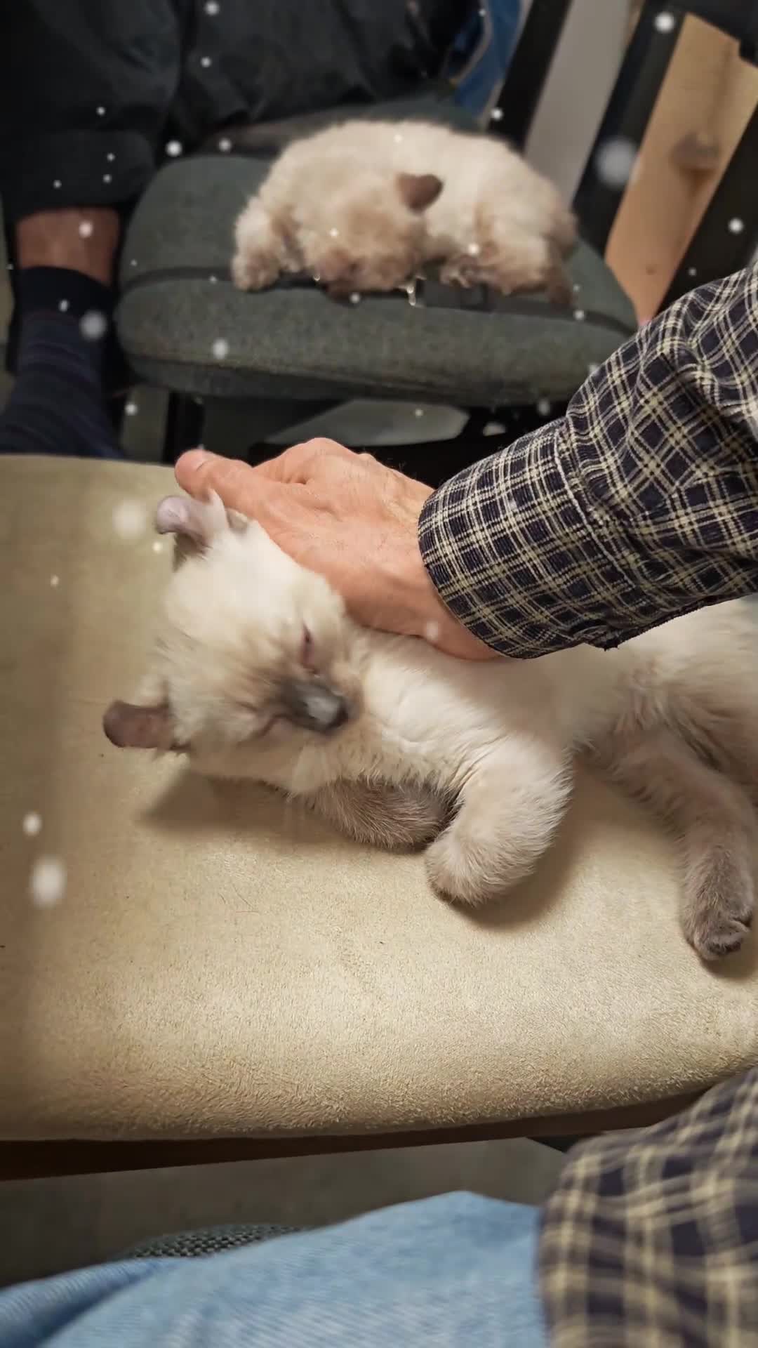 American Curl cats for sale: RARE, Unique, Affectionate American Curl Kittens!  - Video 1