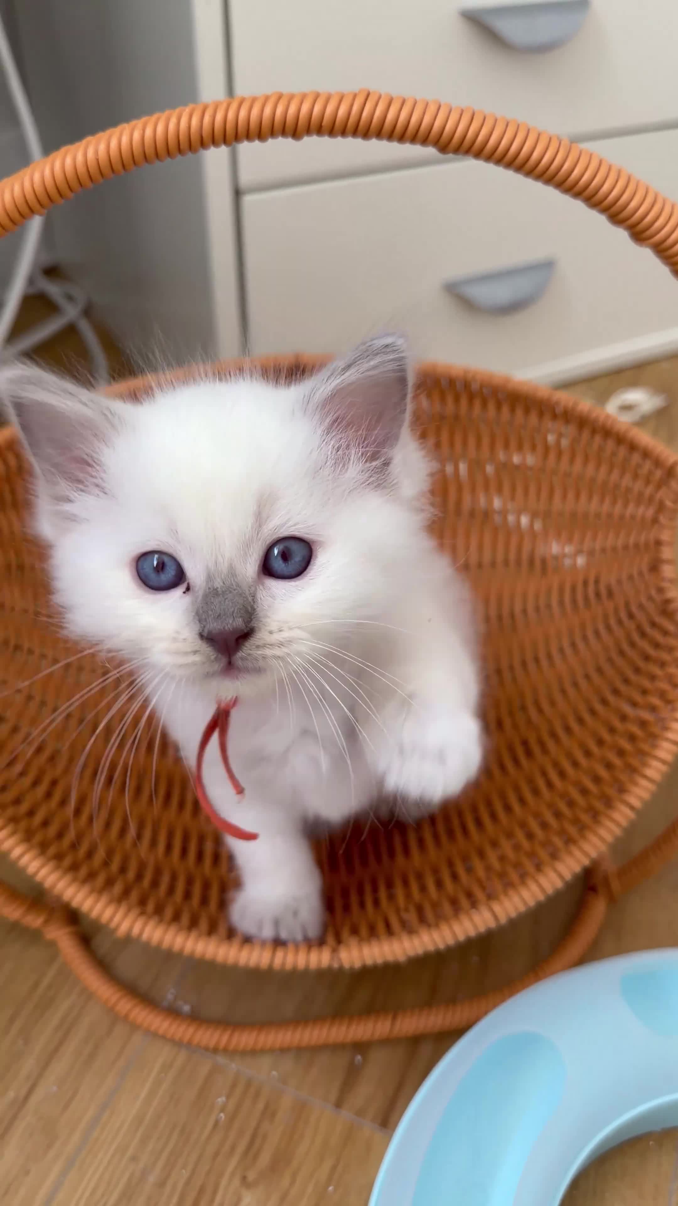 Ragdoll cats for sale: 🩵 GCCF Rare Lilac Male Ragdoll Kittens  - Video 1