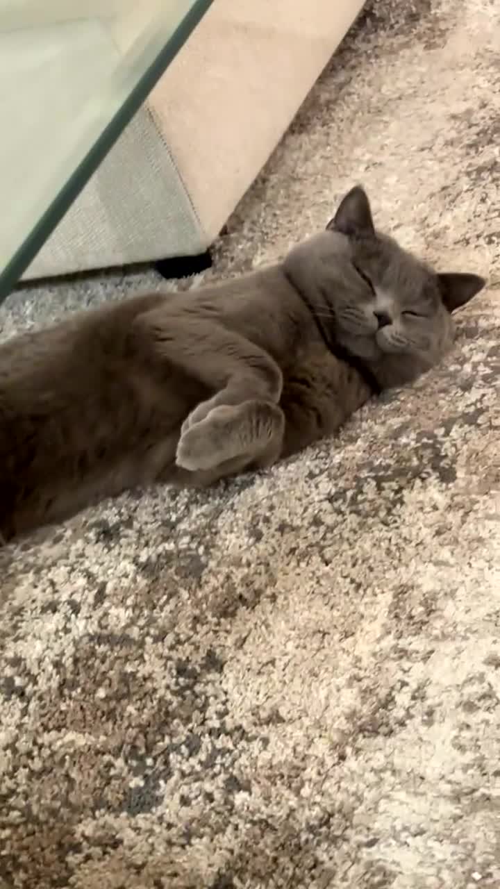 British Shorthair cats for sale: Male Cat for Sale - Video 4