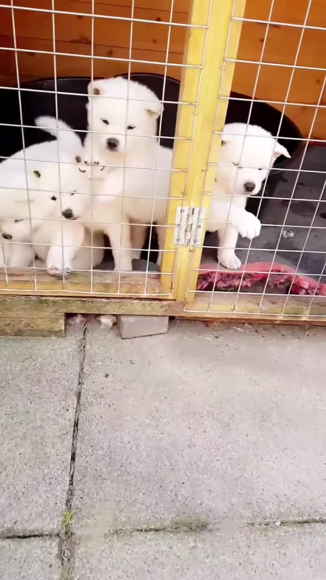 Akita dogs for sale: Akita Puppies for sale - Find Your Forever Friend - Video 1