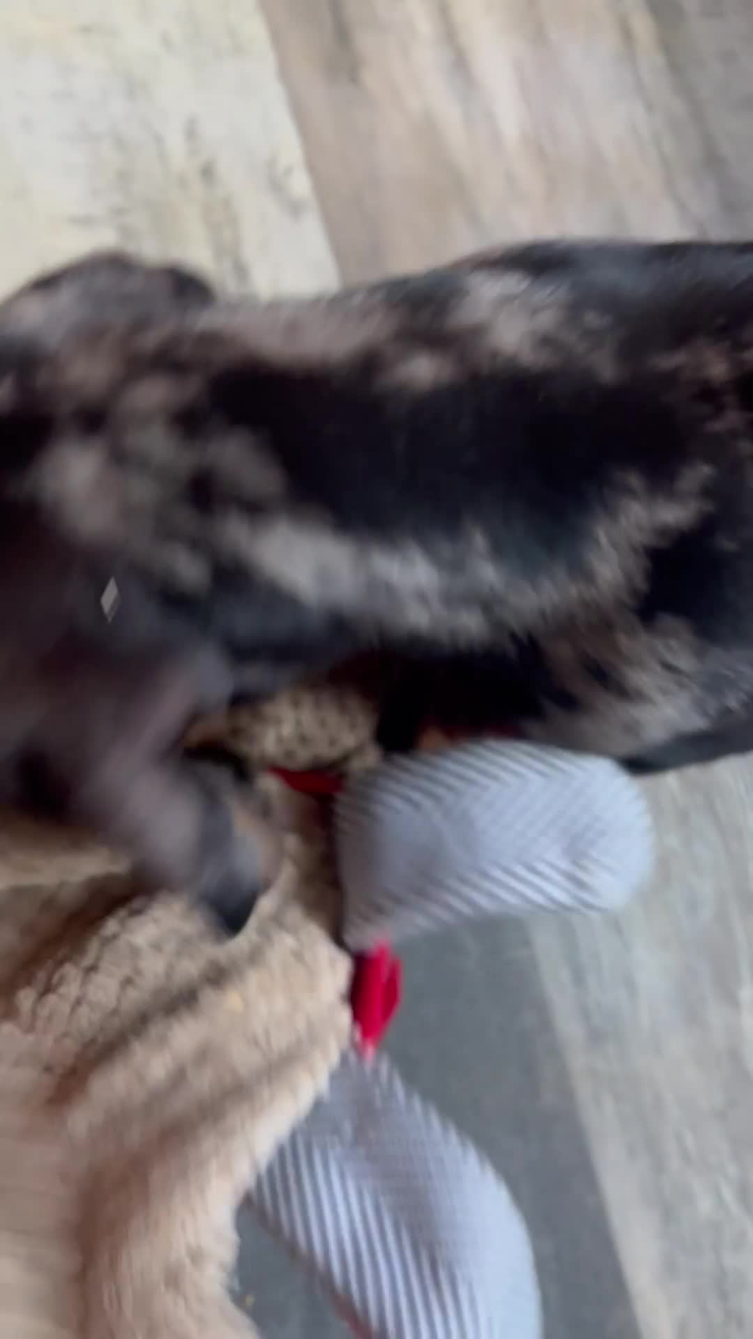 Dachshund dogs for sale: Dachund dapple girl - Video 1