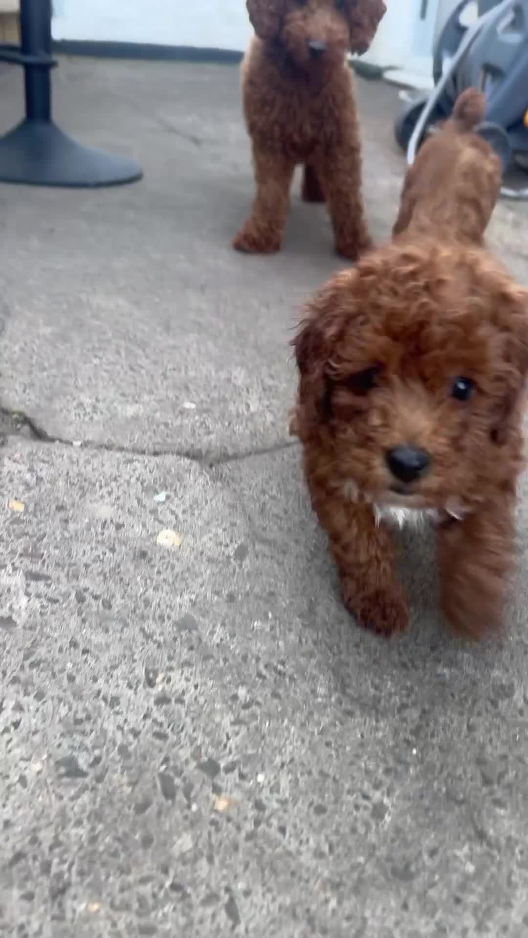 Toy Poodle dogs for sale: ✨ TOY POODLE READY TO LEAVE ❤️ - Video 1