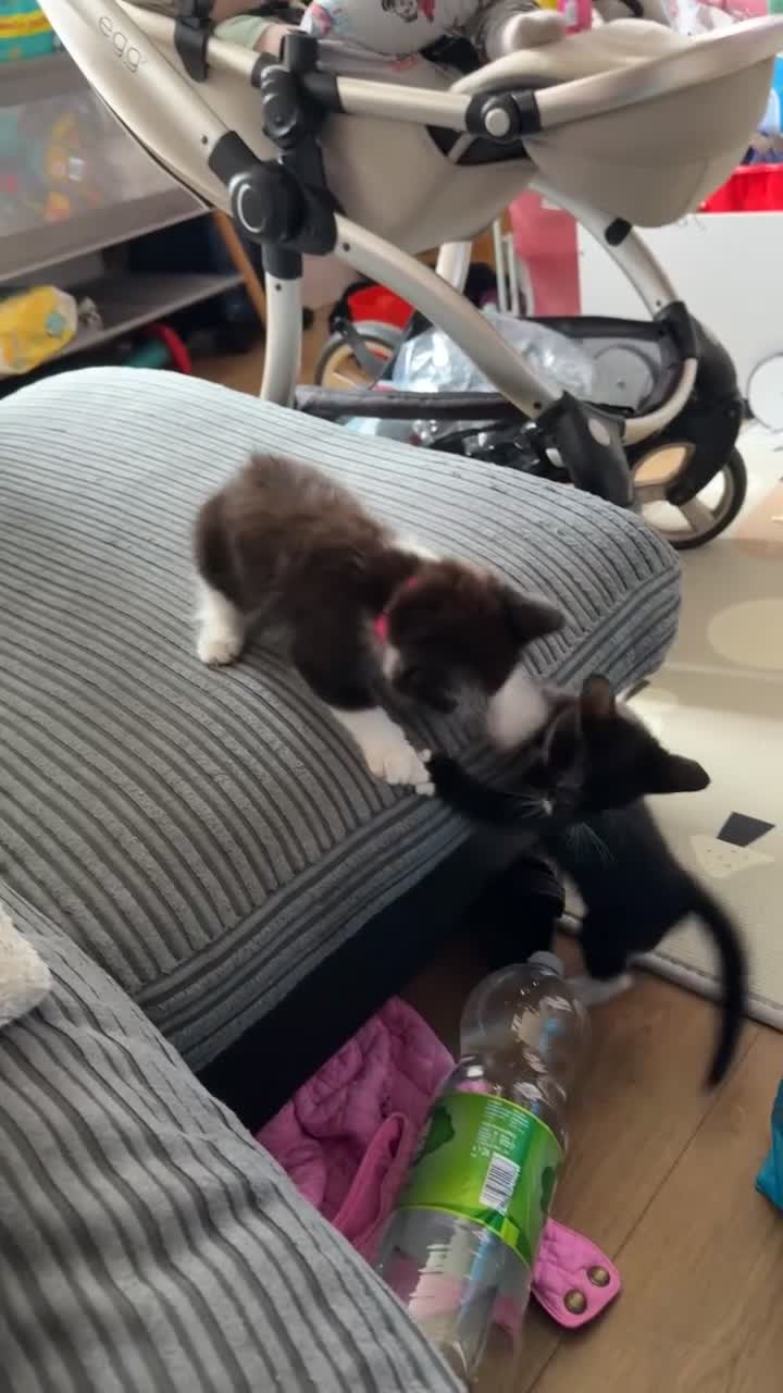 British Longhair cats for sale: Kitten - Video 2