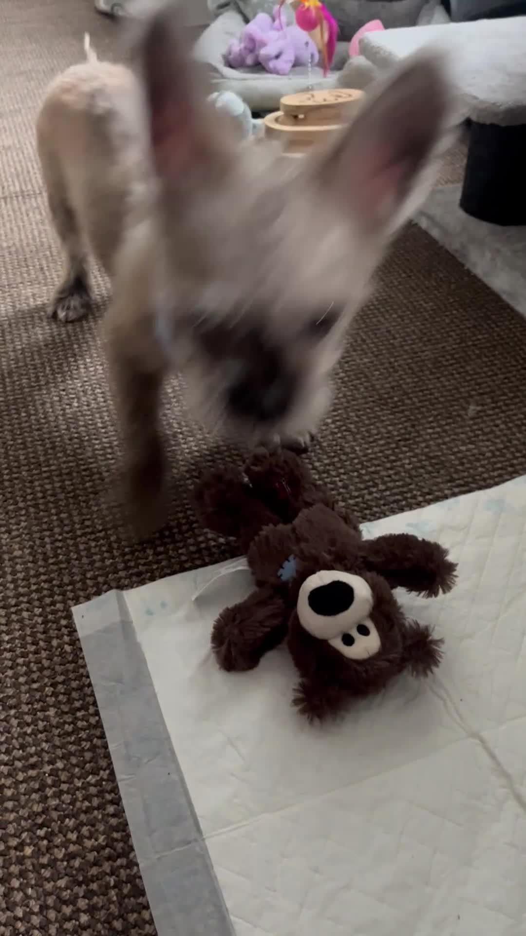 Mixed Breed dogs for sale: French bulldog cross shih tzu  - Video 1
