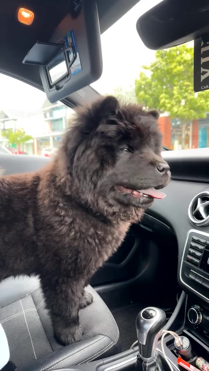 Chow Chow dogs for sale: chow chow 1.5 year old  - Video 1