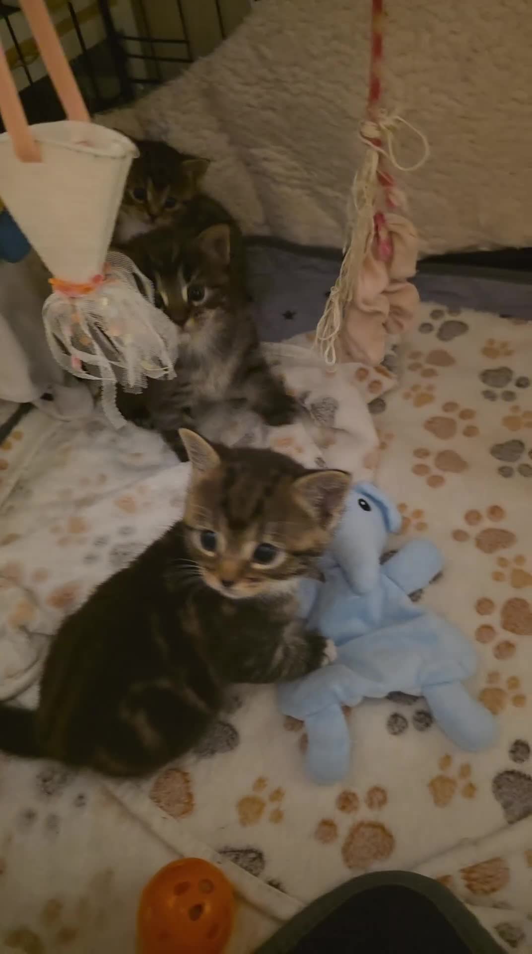 Ragdoll cats for sale: Kittens  - Video 1