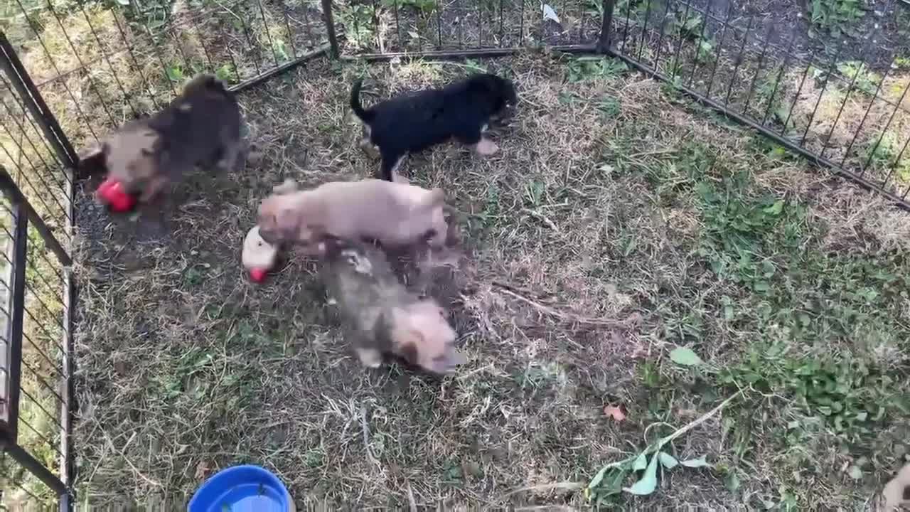 Norfolk Terrier dogs for sale: Norfolk terrier pups - Video 1