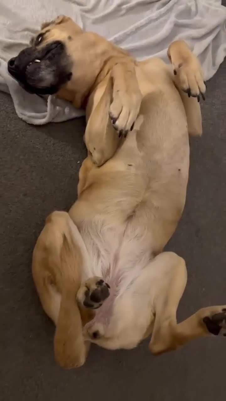 Mixed Breed dogs for adoption: Emma needs a foster or forever home - Video 1