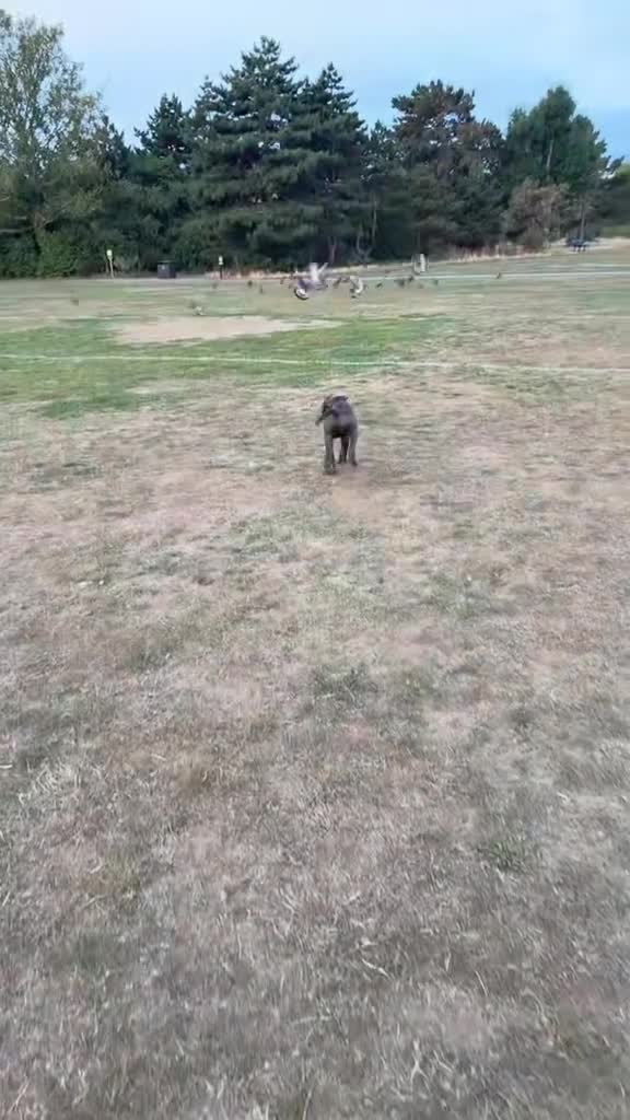 Cane Corso dogs for sale: Cane corso - Video 1