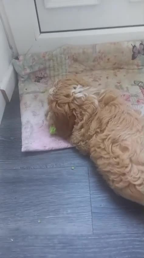 Cockapoo dogs for sale: Beutiful F2 cockapoo boys in Gateshead - Video 1