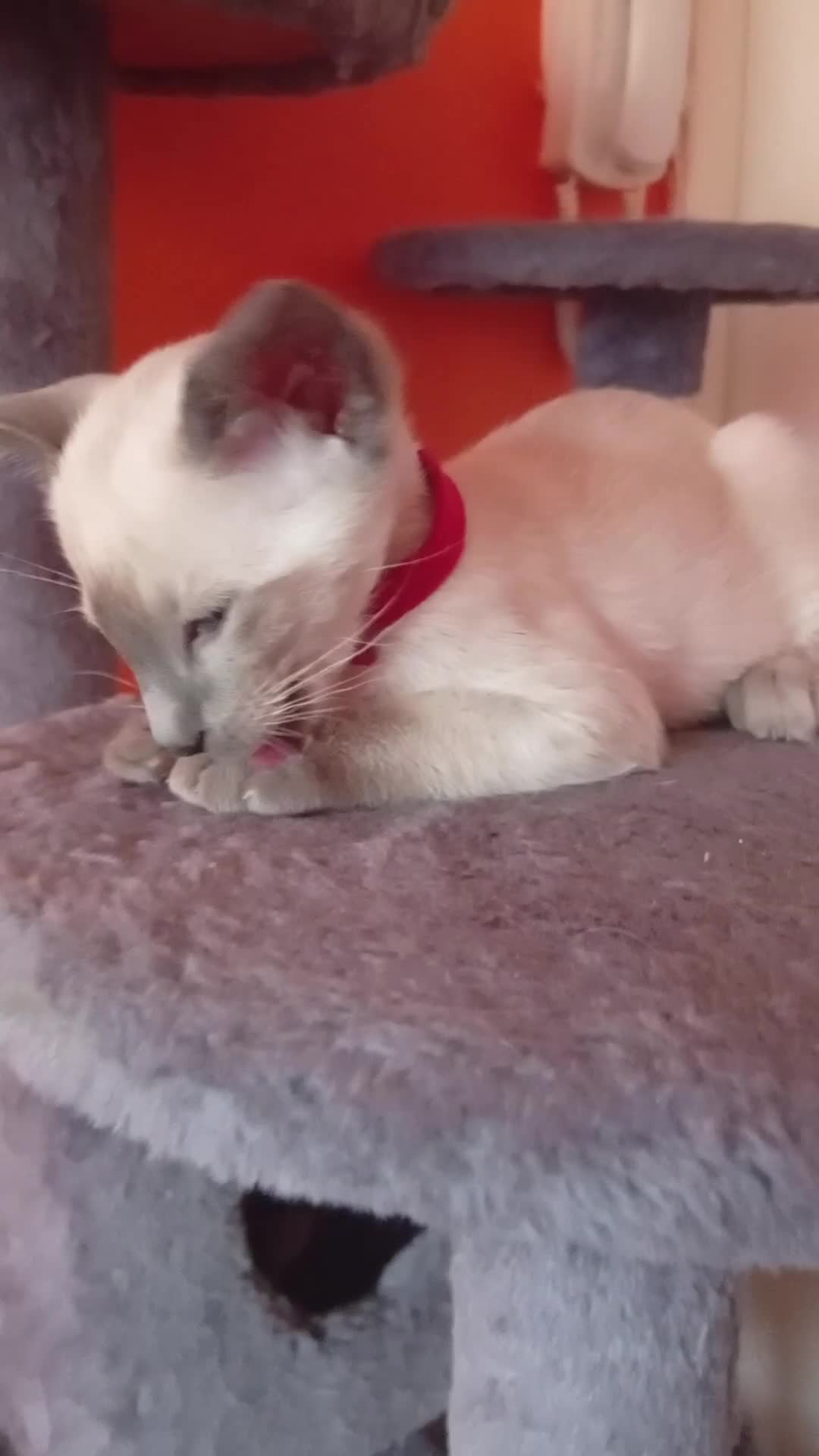 Siamese cats for sale: Gorgeous Siamese kittens!! - Video 2