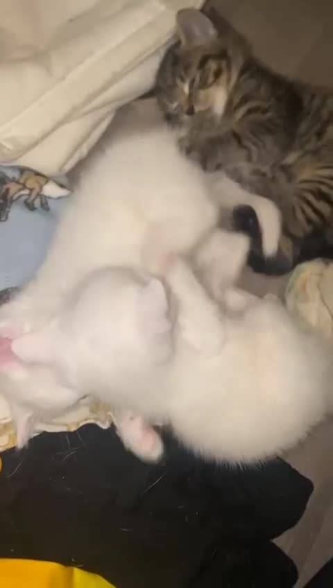 British Shorthair cats for sale: Kittens looking for forever homes  - Video 1