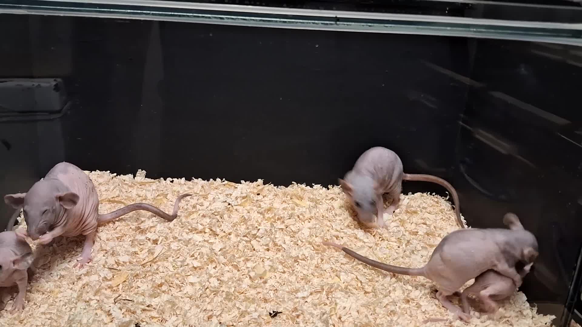 Rat rodents for sale: Baby Dumbo Eared Rat's Males and Females  - Video 4
