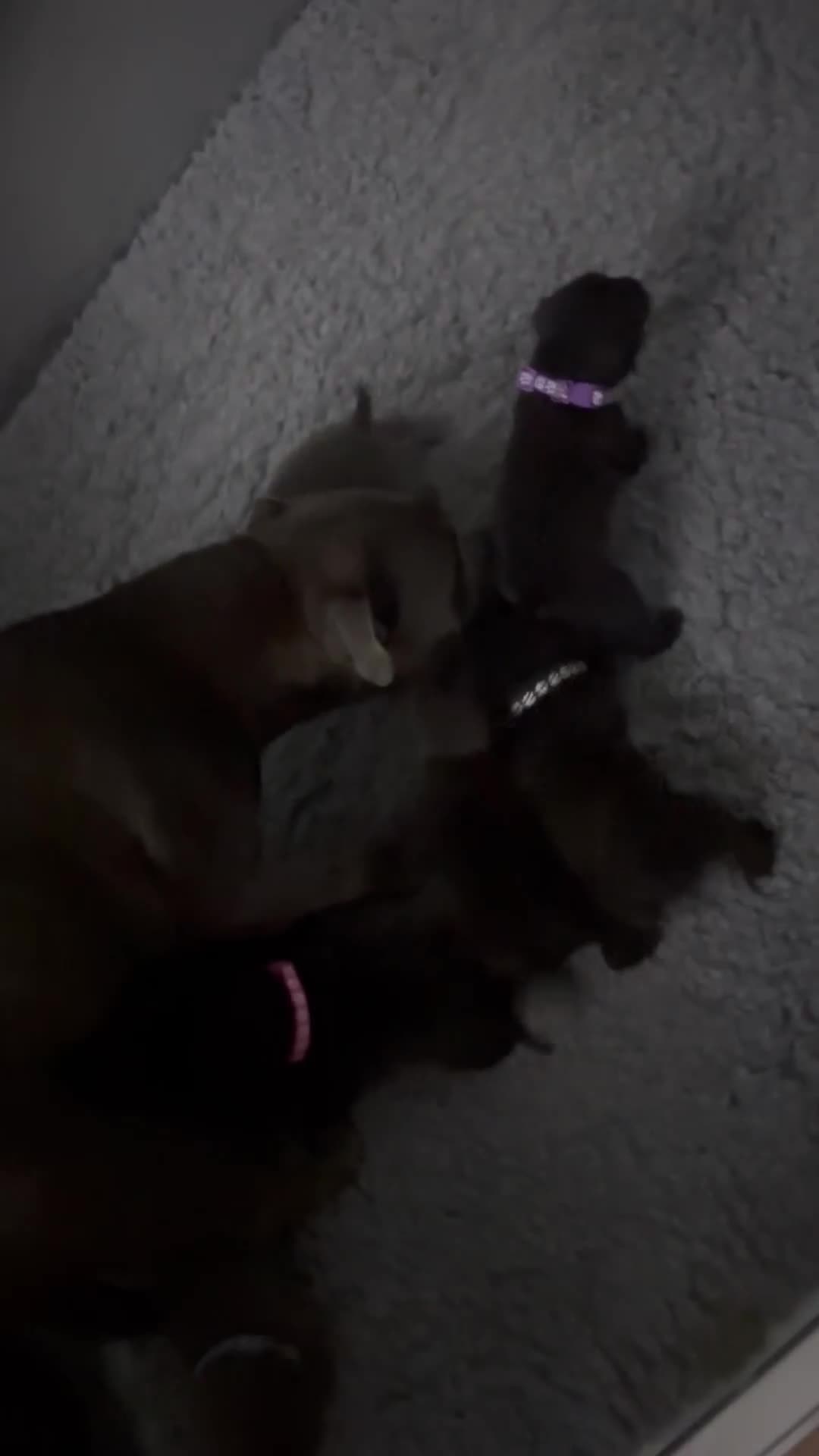 Staffordshire Bull Terrier dogs for sale: Paws Above The Rest  - Video 3