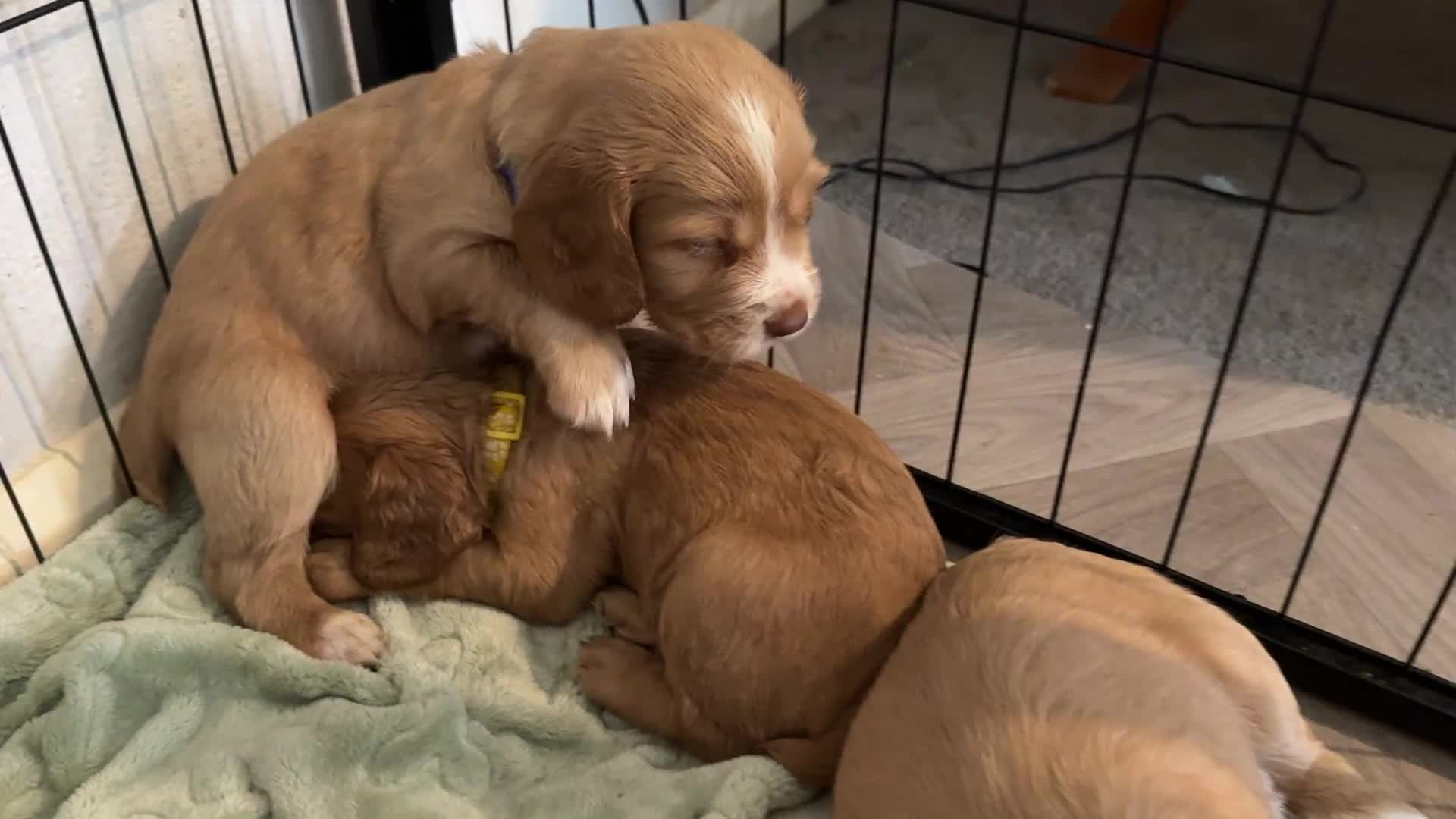Cocker Spaniel dogs for sale: 🐶 Beautiful Cocker Spaniel Puppies 🐶  - Video 1