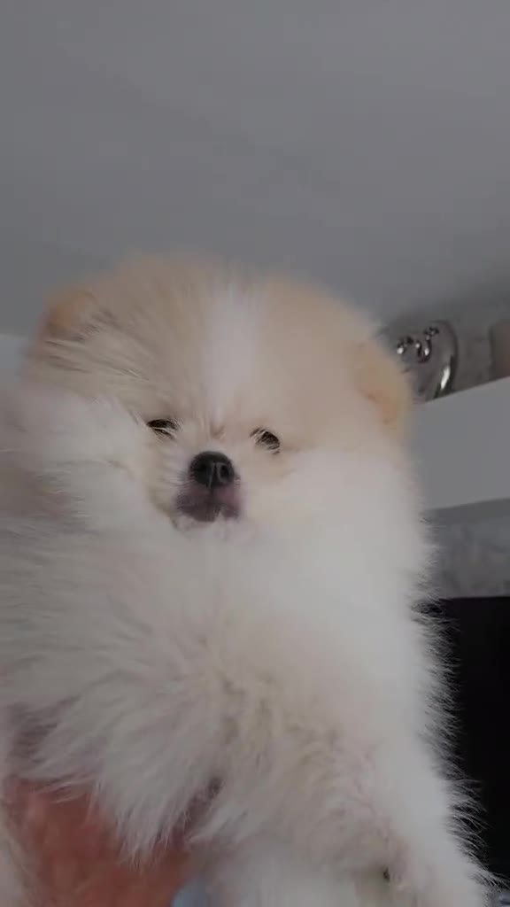 Pomeranian dogs for sale: Pomeranian puppy  - Video 5