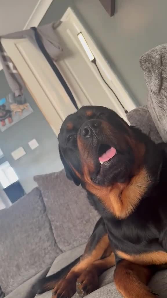 Rottweiler dogs for sale: Beautiful Rottweiler needing the right home ❤️ - Video 1
