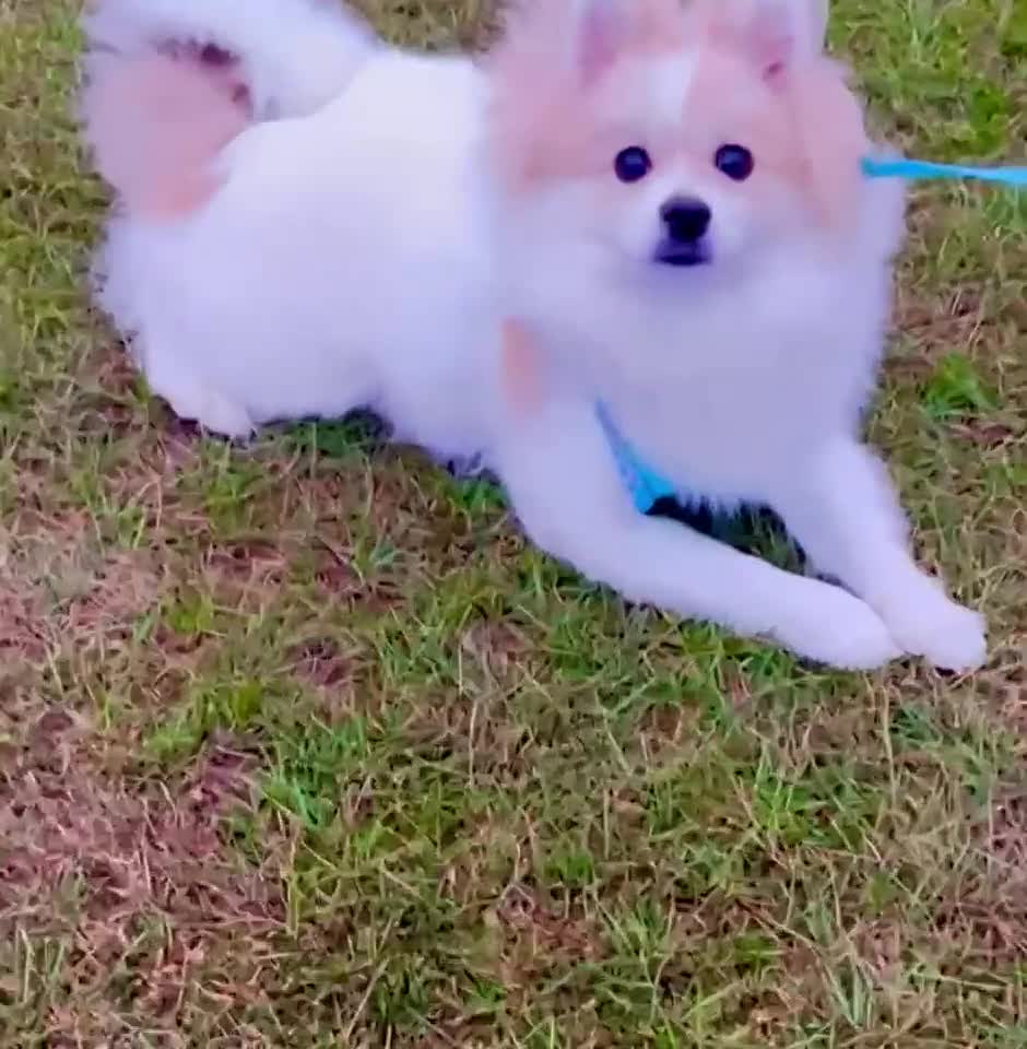 Pomeranian dogs for sale: 🐾 🐶 Adorable Purebred Pomeranian Boy 🐶 🐾 - Video 1