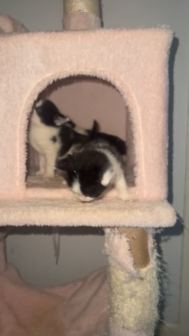 Mixed Breed cats for sale: 4 adorable little kittens looking for new homes  - Video 2