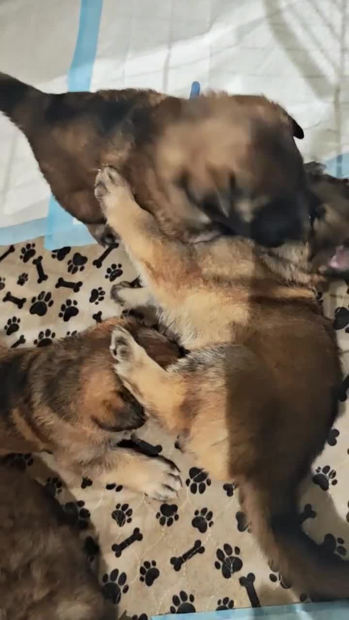 German Shepherd dogs for sale: German Shepherd puppies - Video 3