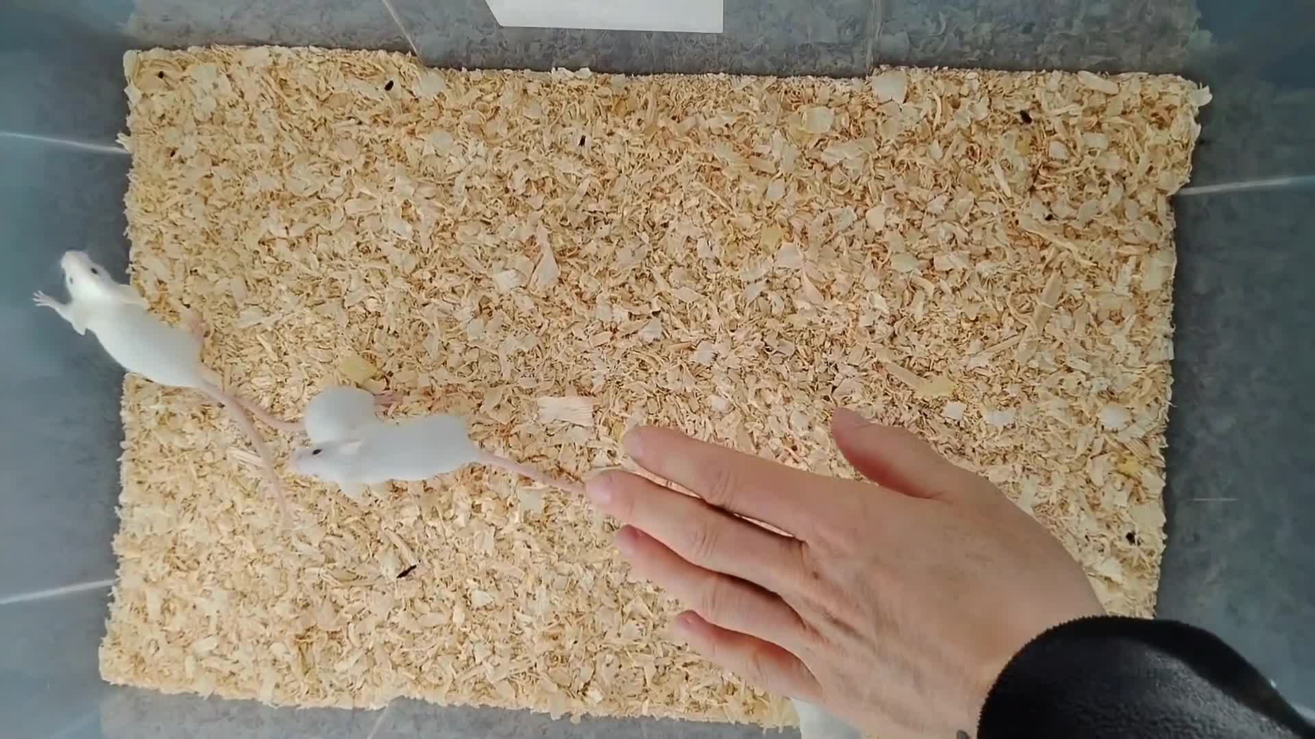 Mouse rodents for sale: Handsome baby boy mice  in Derby - Video 1