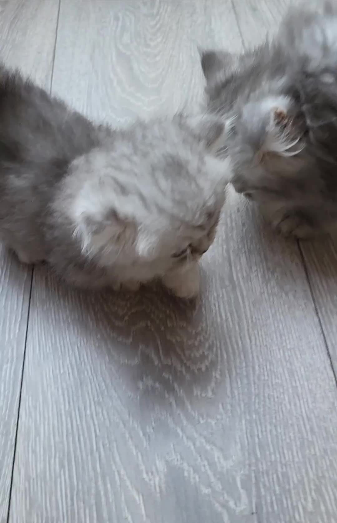 Munchkin cats for sale: Exceptional Quality & Extremely Rare Minuets - Video 1