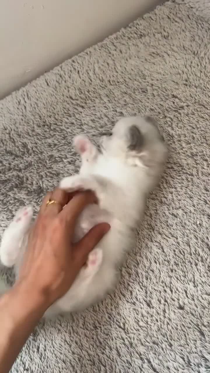 Ragdoll cats for sale: Beautiful Quality Chunky Ragdoll Babies  - Video 3