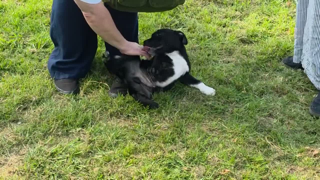 Staffordshire Bull Terrier dogs for sale: 🐾 One Boy Left, KC Reg, Eye Tested, HC & L2HGA 🐾 - Video 4