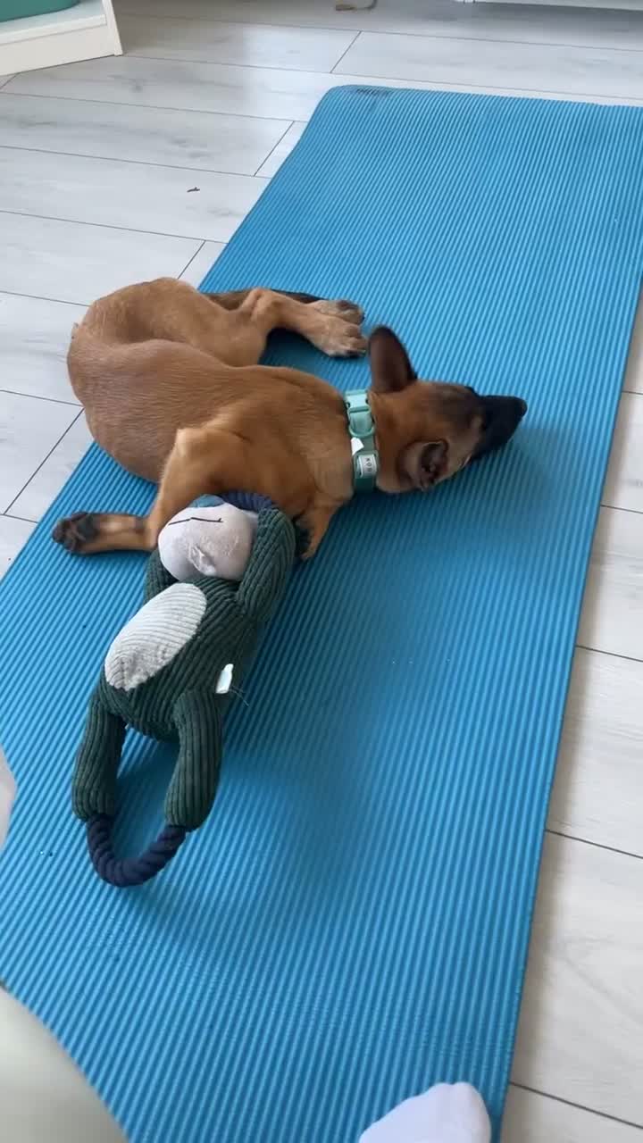 Belgian Shepherd Dog dogs for sale: 4-Month-Old Female Belgian Malinois  - Video 1