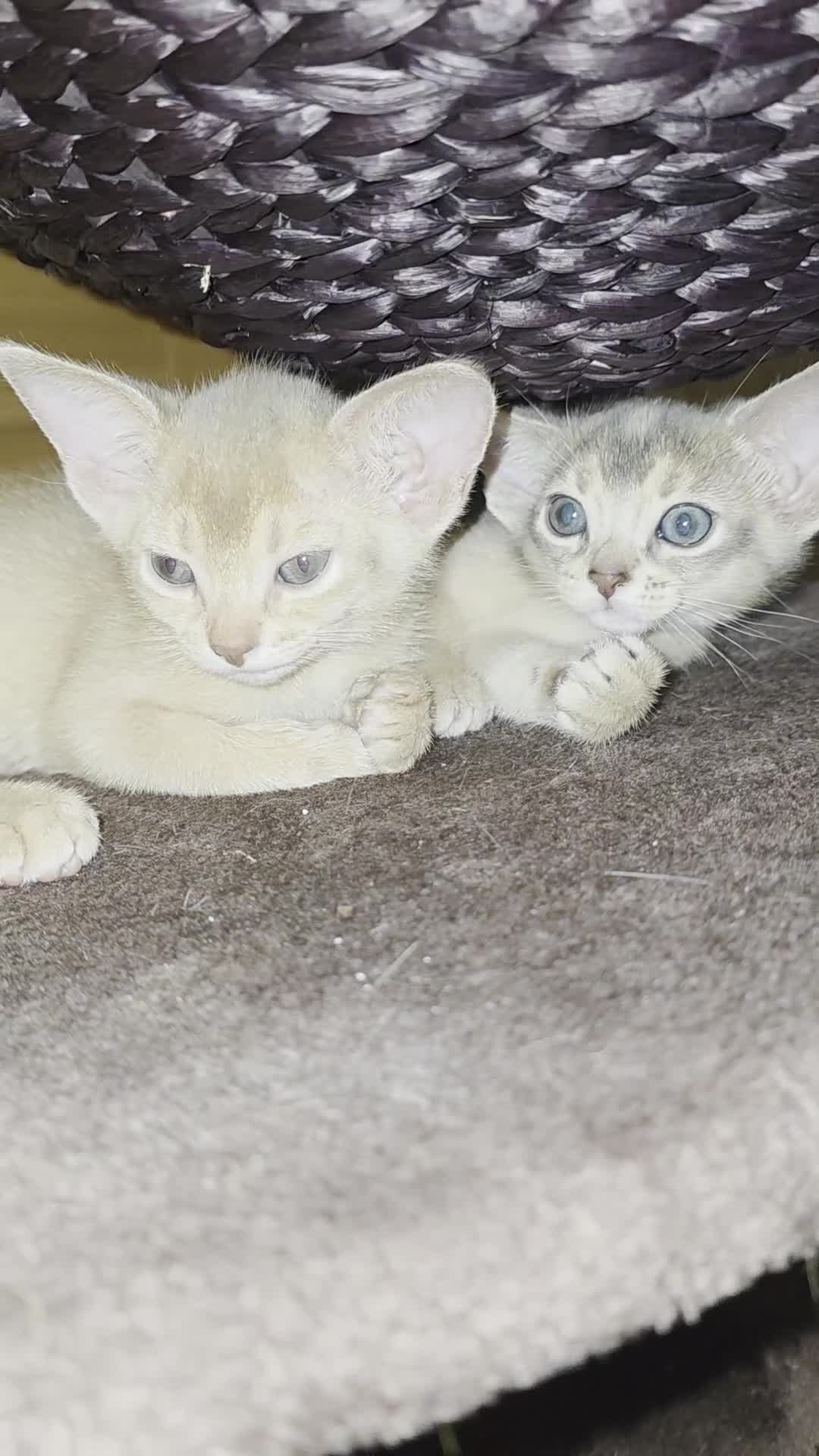 Abyssinian cats for sale: Beautiful Aby  kitten from Champions line - Video 5